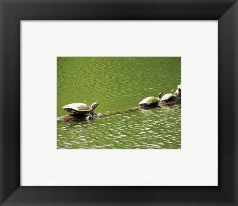 Framed Art Turtles Swimming Wall Decor 18x24 Artwork