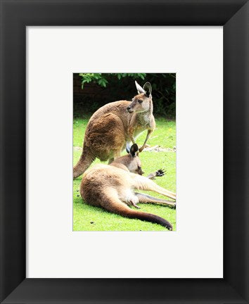 Framed Art Two Kangaroos Wall Decor 18x24 Artwork