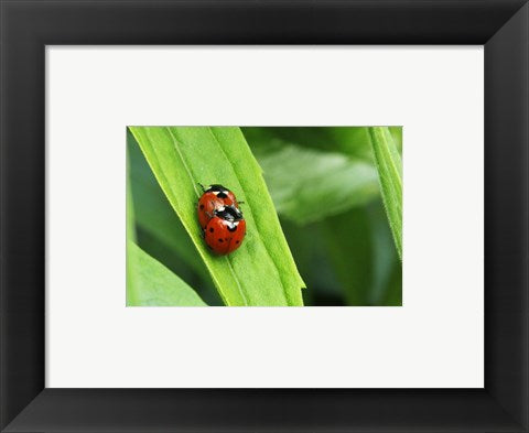 Framed Art Two Ladybugs Wall Decor 18x24 Artwork