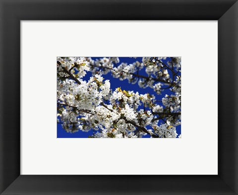 Framed Art White Cherry Blossom Branches Wall Decor 18x24 Artwork