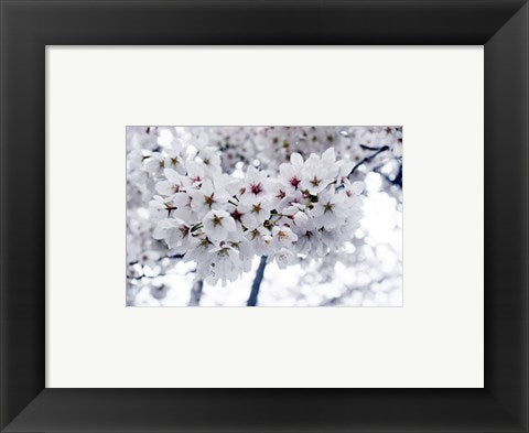 Framed Art White Cherry Blossoms photo Wall Decor 18x24 Artwork