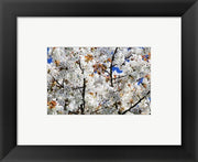 White Cherry Blossom tree