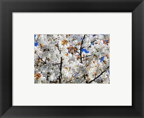 White Cherry Blossom tree