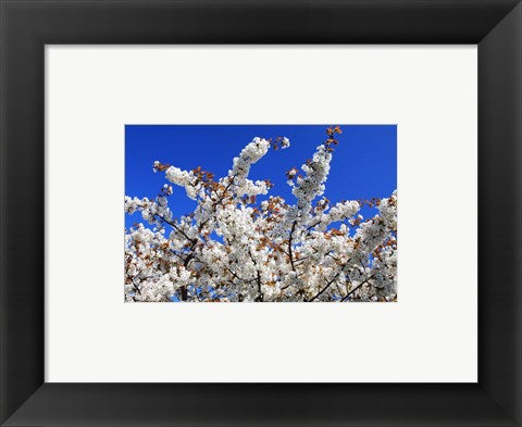 Framed Art White Cherry Blossom Bloom Wall Decor 18x24 Artwork