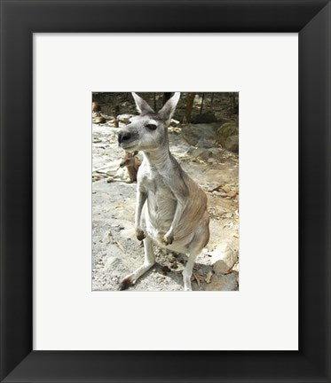 Framed Art Kangaroo at the Zoo Wall Decor 18x24 Artwork