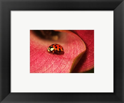 Framed Art Ladybug On Leaves Wall Decor 18x24 Artwork