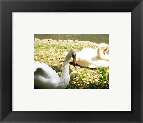 Framed Art Swans by the Lake Wall Decor 18x24 Artwork