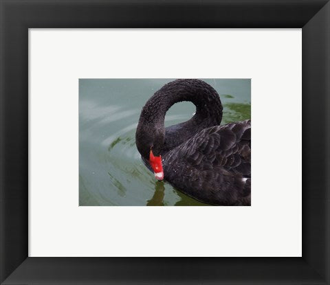 Framed Art Black Swan Framed Art for your Home Wall Decor 18x24 Artwork