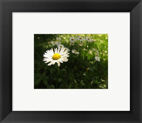 Framed Art Daisy Framed Art for your Home Wall Decor 18x24 Artwork