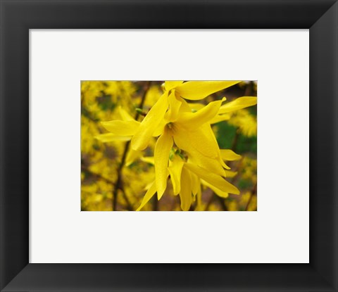 Framed Art Lily Wall Decor 18x24 Artwork