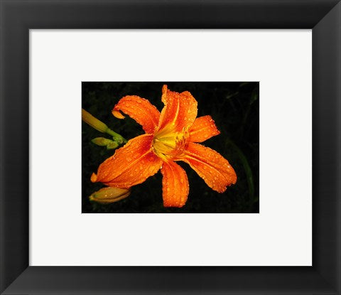 Framed Art Orange Tiger Lily Wall Decor 18x24 Artwork