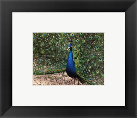 Framed Art Peacock Showing off Its Feathers Wall Decor 18x24 Artwork