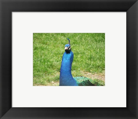Framed Art Peacock Closeup of Head Wall Decor 18x24 Artwork