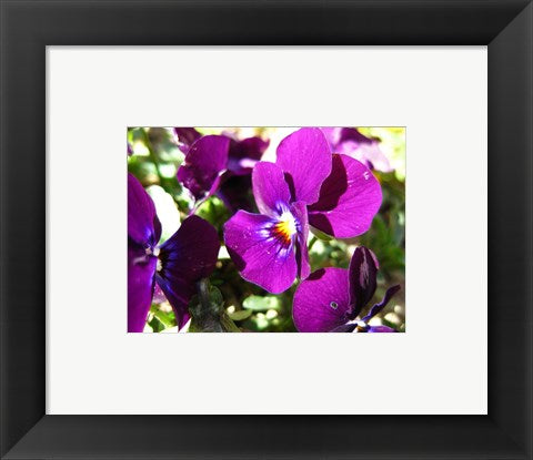 Framed Art Purple Pansy Wall Decor 18x24 Artwork