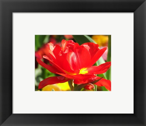 Framed Art Red Tulip Wall Decor 18x24 Artwork