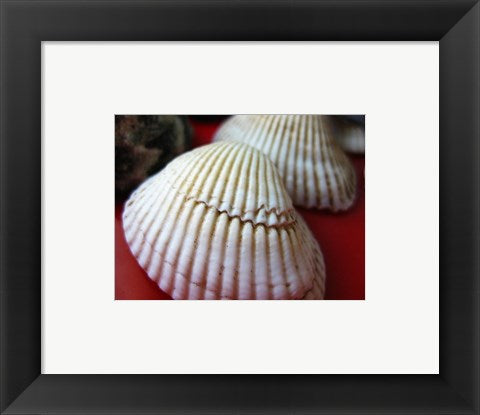 Framed Art Scallop Shells Wall Decor 18x24 Artwork