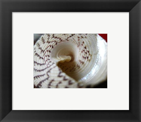 Framed Art Seashell Wall Decor 18x24 Artwork