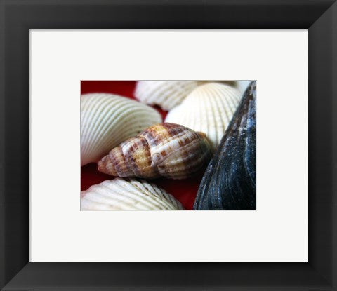 Framed Art Snail Shell Wall Decor 18x24 Artwork