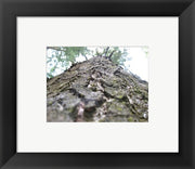 Treebark