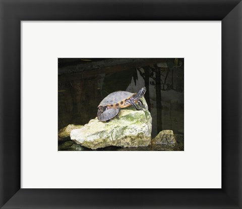 Framed Art Turtles Wall Decor 18x24 Artwork