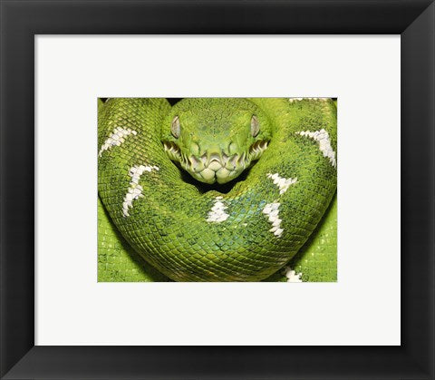 Framed Art The Green Boa Snake Wall Decor 18x24 Artwork