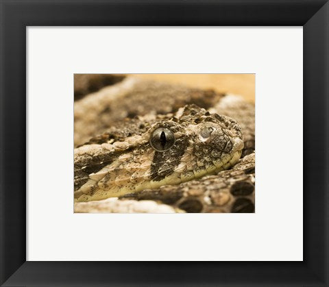 Framed Art Bitis Arietans Snake Eye Wall Decor 18x24 Artwork