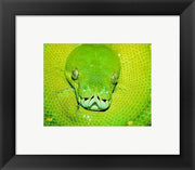 Framed Art Emerald Tree Boa Snake Head Wall Decor 18x24 Artwork