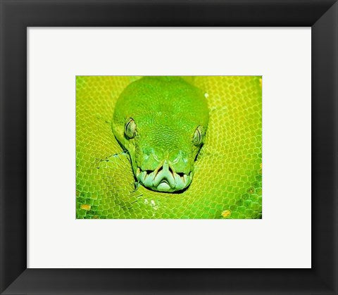 Framed Art Emerald Tree Boa Snake Head Wall Decor 18x24 Artwork