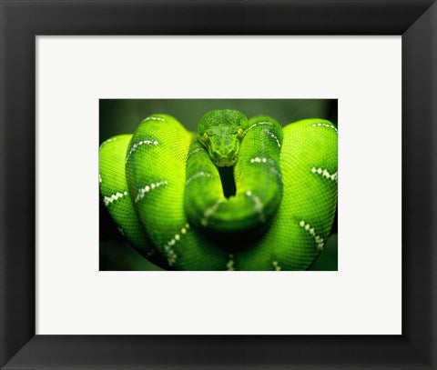 Framed Art Green Emerald Tree Python Snake Wall Decor 18x24 Artwork