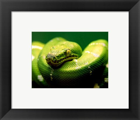 Framed Art Light Green Emerald Tree Boa Snake Wall Decor 18x24 Artwork