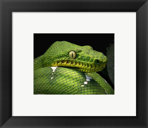 Framed Art The Emerald Tree Boa Snake Head Wall Decor 18x24 Artwork