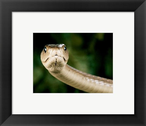 Framed Art The Black Mamba Snake Wall Decor 18x24 Artwork