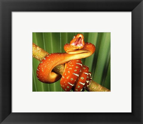 Framed Art Orange Red Snake on Tree Wall Decor 18x24 Artwork