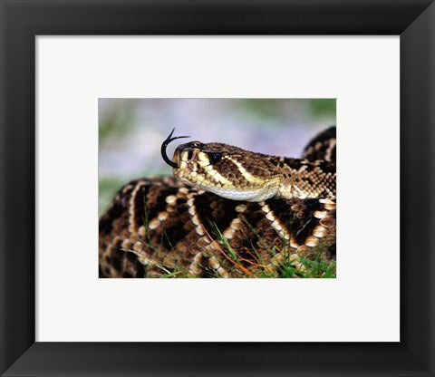 Framed Art Snake Tongue Wall Decor 18x24 Artwork