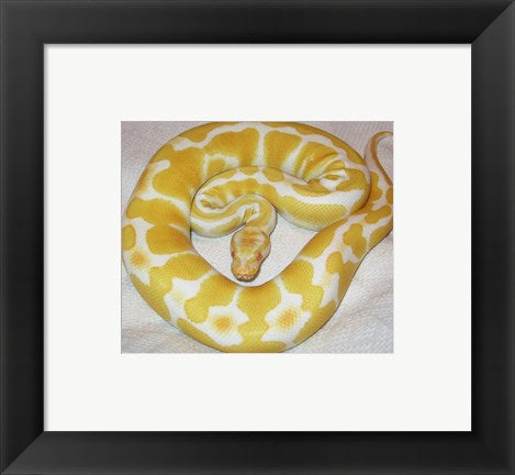 Framed Art Albino Ball Python Framed Art for your Home Wall Decor 18x24 Artwork