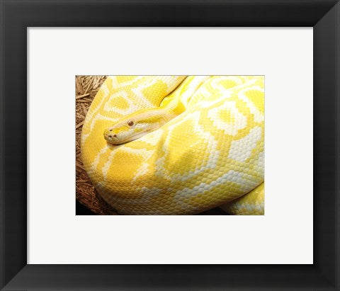 Framed Art Albino Burmese Python Framed Art for your Home Wall Decor 18x24 Artwork