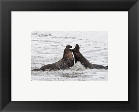 Framed Art Alpha Seals Framed Art for your Home Wall Decor 18x24 Artwork