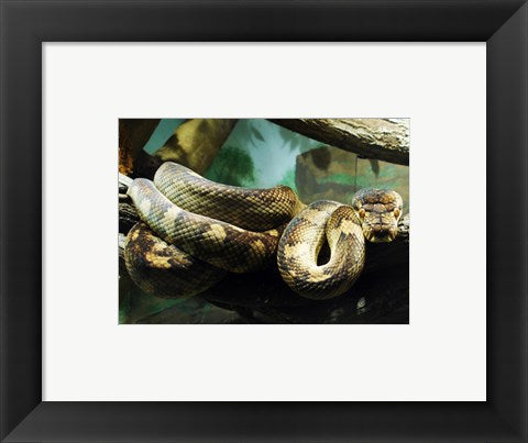 Framed Art Amethystine Python Framed Art for your Home Wall Decor 18x24 Artwork