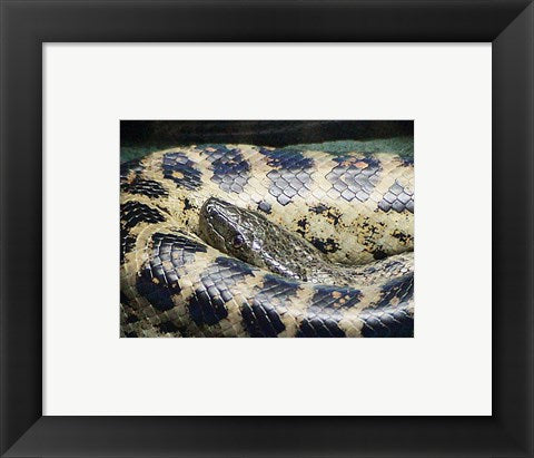 Framed Art Anaconda Framed Art for your Home Wall Decor 18x24 Artwork