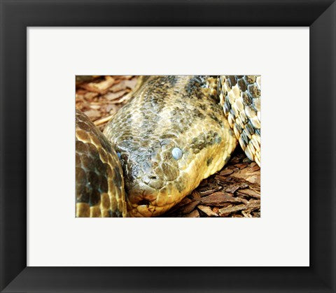Framed Art Anaconda Head Framed Art for your Home Wall Decor 18x24 Artwork