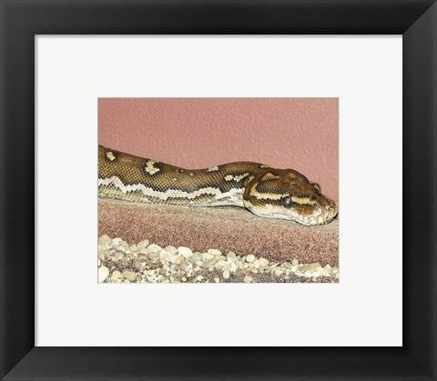Framed Art Angolian Python Framed Art for your Home Wall Decor 18x24 Artwork