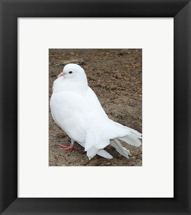 Framed Art Animal Farm Dove Framed Art for your Home Wall Decor 18x24 Artwork