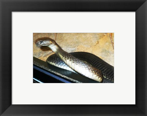 Framed Art Asian Cobra Framed Art for your Home Wall Decor 18x24 Artwork