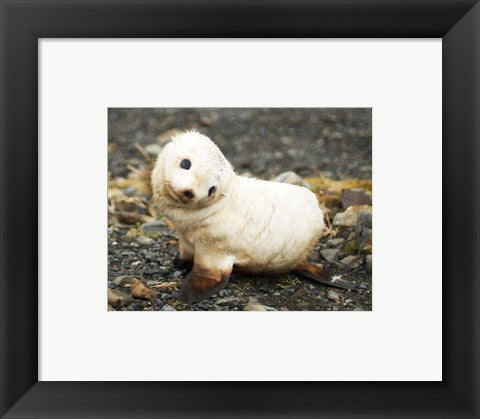 Framed Art Baby Fur Seal, South Georgia Wall Decor 18x24 Artwork