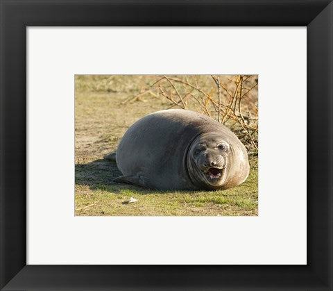 Framed Art Baby Elephant Seal Framed Art for your Home Wall Decor 18x24 Artwork