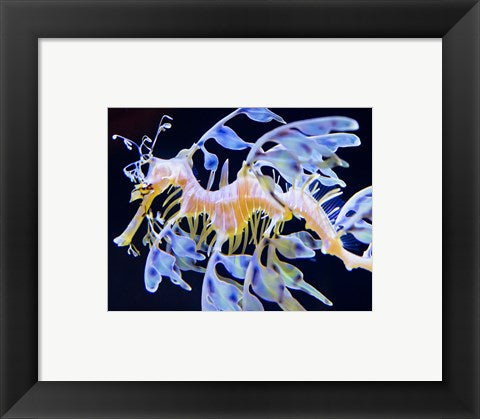Framed Art Sea Horse swimming Wall Decor 18x24 Artwork