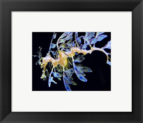 Framed Art Sea Horse underwater Wall Decor 18x24 Artwork