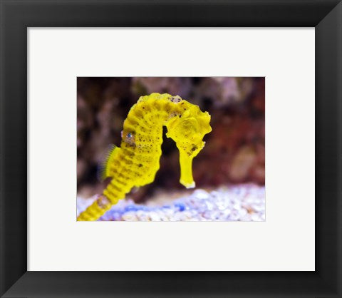 Framed Art Birch Aquarium Framed Art for your Home Wall Decor 18x24 Artwork