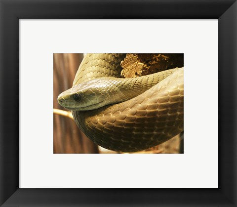 Framed Art Black Mamba Framed Art for your Home Wall Decor 18x24 Artwork