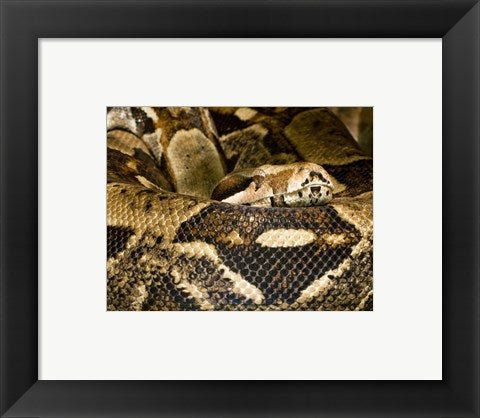 Framed Art Boa Constrictor Framed Art for your Home Wall Decor 18x24 Artwork